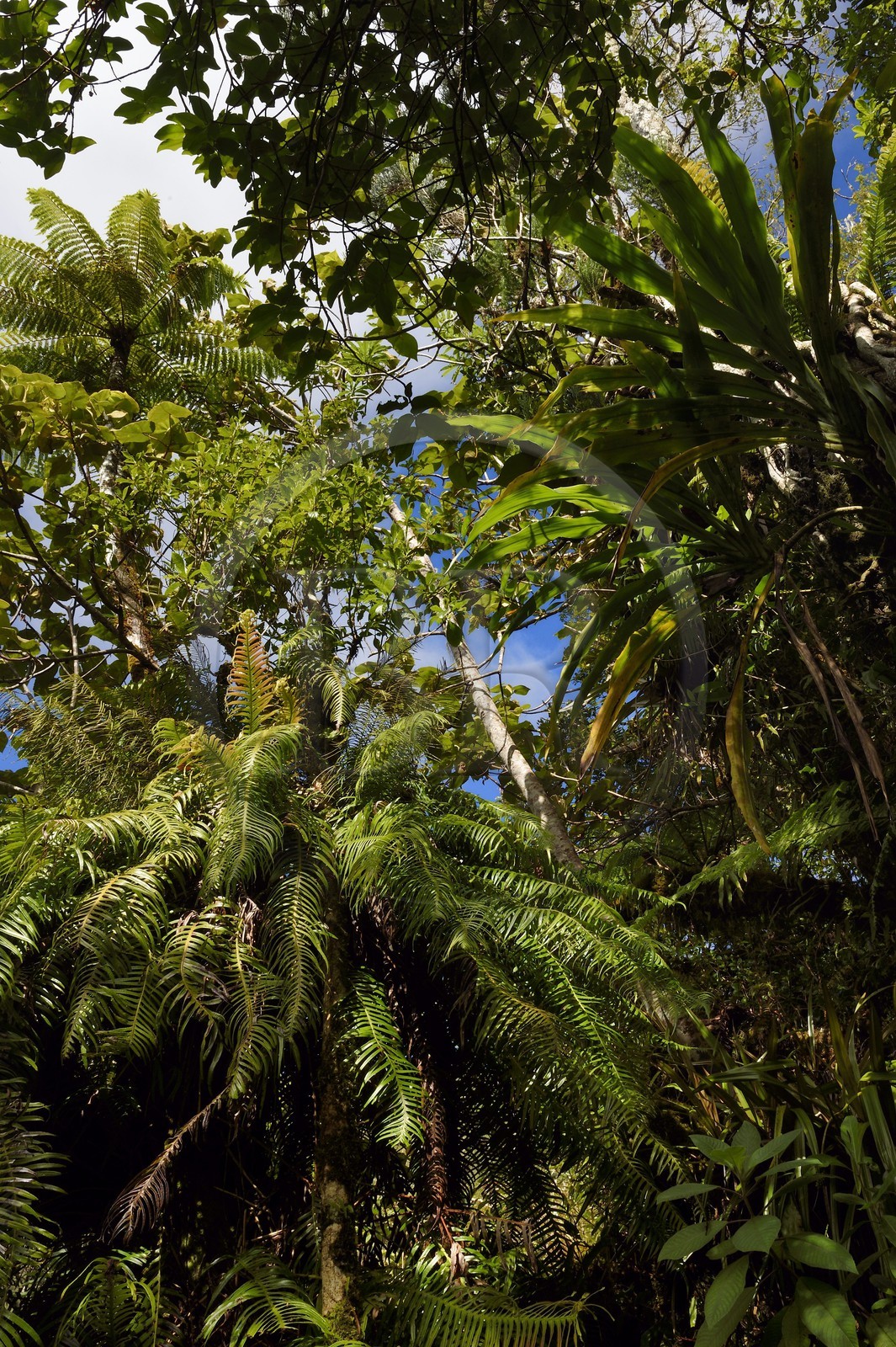 France, Ile de la Reunion, Saint Benoit, Parc national de La Reunion, classé Patrimoine Mondial de l'UNESCO, foret de Bébour, sentier du Piton Bébour