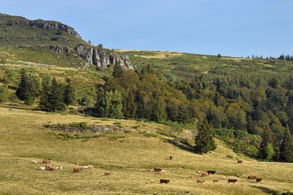 France, Cantal, Parc Naturel Régional des Volcans d'Auvergne (regional nature park of Auvergne volcanoes), the Col de Prat de Bouc (mountain pass) at the foot of the Plomb du Cantal, herd of cows