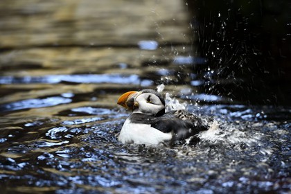Portugal, Lisbonne, Parque das Nações (Parc des nations) construit pour l'exposition universelle de 1998, Oceanário (Oceanarium), Macareux moine (Fratercula arctica)
