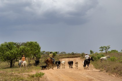 Brazil, Minas Gerais state, Carrancas area south of Sao Joao del Rei, cowboys along the Gold Route track (Estrada Real)