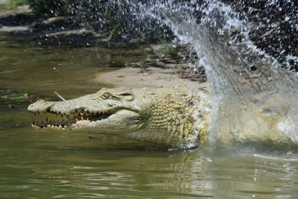 Tanzania, Selous Game Reserve is one of the largest fauna reserves of the world and designated a UNESCO World Heritage Site in 1982, Nile crocodile (Crocodylus niloticus) on the lake Nzerakera from the Rufiji river
