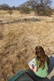 Zimbabwe, province des Midlands, Gweru, Antelope Park qui abrite ALERT (African Lion and Environmental Research Trust), Yvonne Gordon est une permanente du projet en charge de l'observation du comportement des lions qui seront relachés en clan dans un parc national, ici en zone 2 des femelles adultes et leurs petits ainsi que le mâle qui ont enfantés les lions qui seront relachés