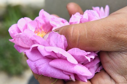 France, Alpes-Maritimes (06), Mouans-Sartoux non loin de Grasse, Jardins du Musée International de la Parfumerie, rose Centifolia