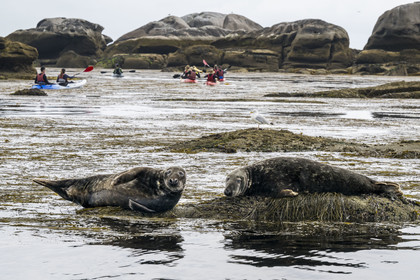 France, Finistère, Penmarch, Étocs archipelago, kayak trip from the Guilvinec Nautical Center to discover the gray seal (halichoerus grypus) in the rocks at low tide