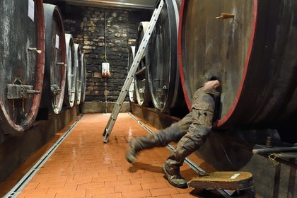 France, Haut Rhin, the Alsace Wine Route, Bergheim, Wine estate Marcel Deiss, the winegrower Mathieu Deiss entering the barrel for the cleaning of the interior of this big barrel