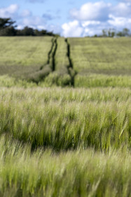 France, Vendée (85), Talmont-Saint-Hilaire, champ d'orge commune (hordeum vulgare)