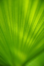 France, Ile de la Reunion, Petite Ile, jardin tropical, palmier Licuala Grandis