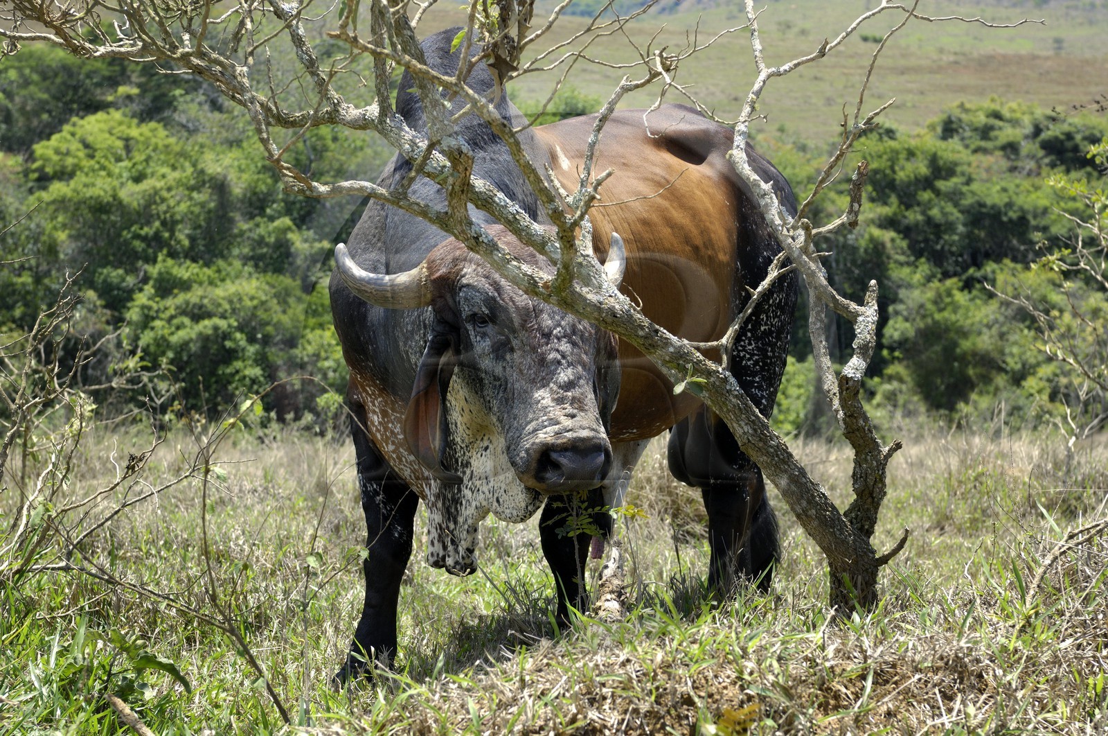 Brésil, Etat du Minas Gerais, région de Carrancas au sud de Sao Joao del Rei, vache (Route de l'or, Estrada Real)