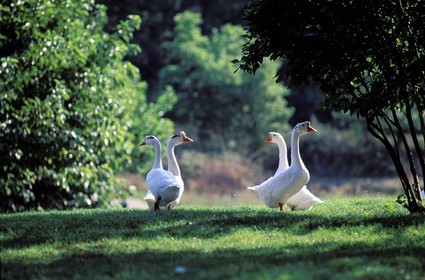 France, Var (83), Provence Verte, village de Bras vers Saint-Maximin-la-Sainte-Baume, la maison d'hôtes Le Peyrourier, une campagne en Provence