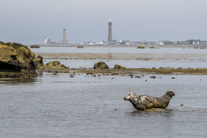 France, Finistère, Penmarch, Étocs archipelago, gray seal (halichoerus grypus), the Eckmuhl lighthouse on Pointe de Penmarch in the background