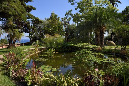 France, Alpes-Maritimes (06), Menton, Jardin botanique exotique du Val Rahmeh, bassin aux nénuphares