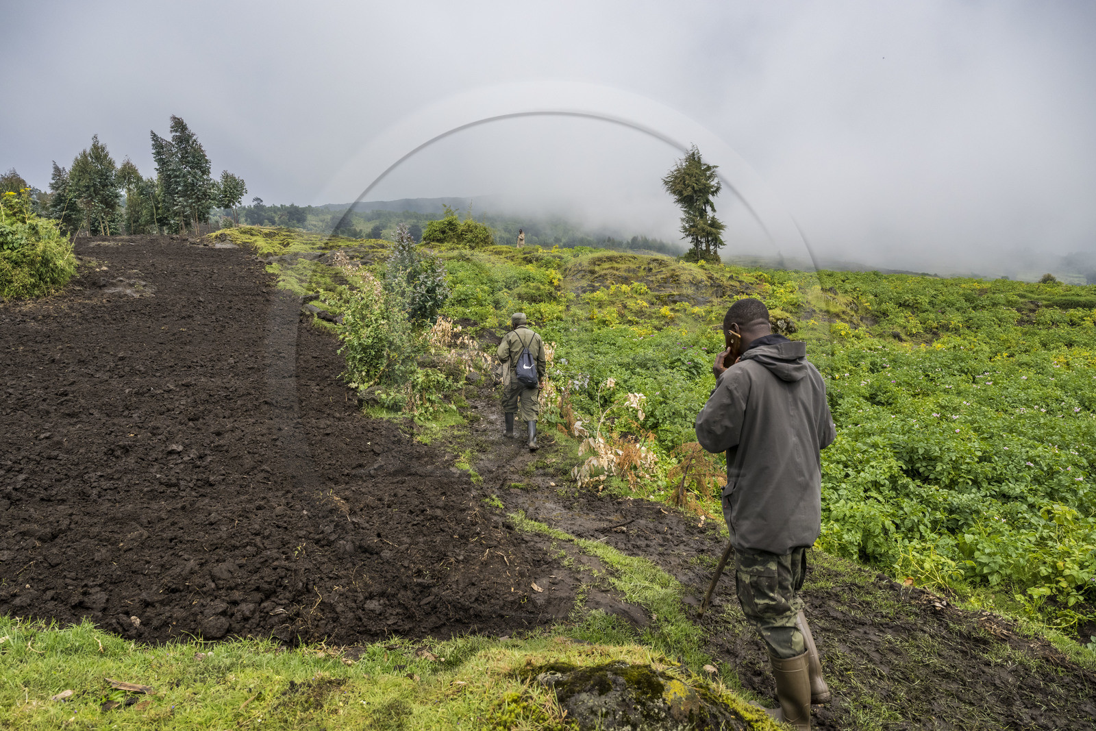 Rwanda, Province du Nord, District de Musanze (Ruhengeri), garde et pisteur du Parc sur les pentes volcaniques du mont Karisimbi dans les montagnes des Virunga en bordure du Parc national des Volcans où vivent les gorilles