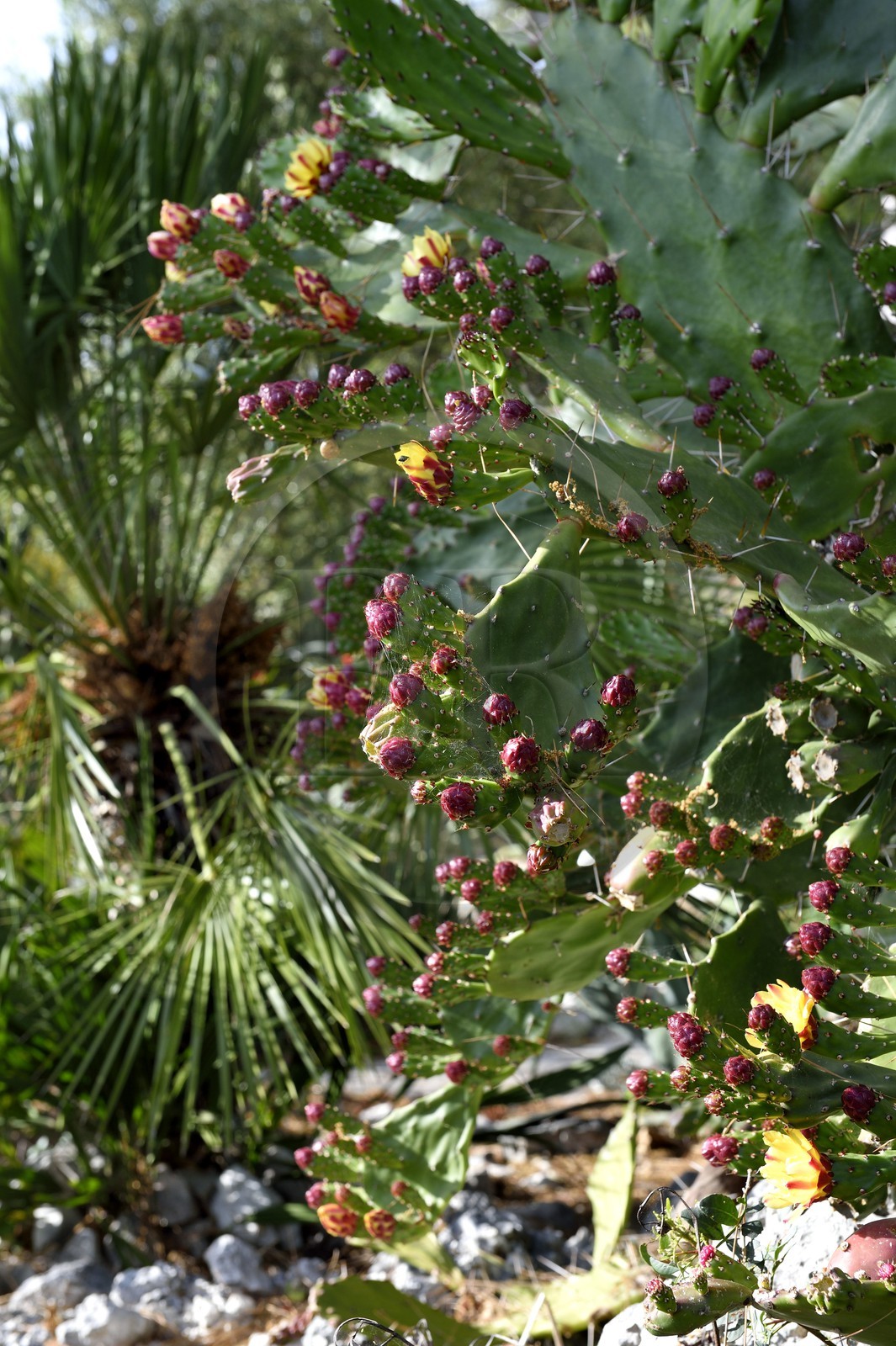 France, Alpes-Maritimes (06), Antibes, Cap d'Antibes, sentier du Littoral à l'Anse de l'Argent Faux, cactus en fleur