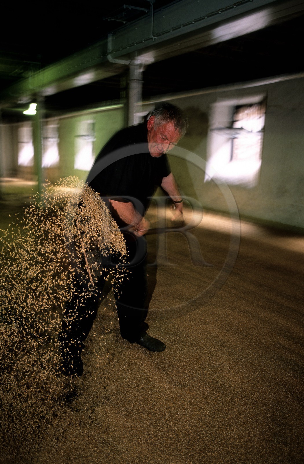 Royaume-Uni, Ecosse, îles Orcades, distillerie de whisky Highland Park, plancher de maltage