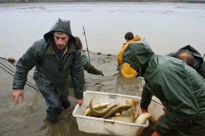 France, Indre, Berry, Parc Naturel Regional de la Brenne (Natural Regional Park of La Brenne), Foucault ponds, draining a fishing pond and hand harvesting of fish in a net, northern pike (Esox lucius)