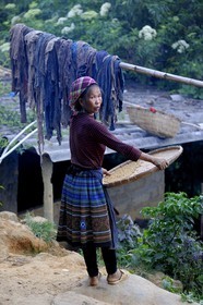 Vietnam, Lao Cai province, Bac Ha district, a Flower Hmong woman selecting the grain