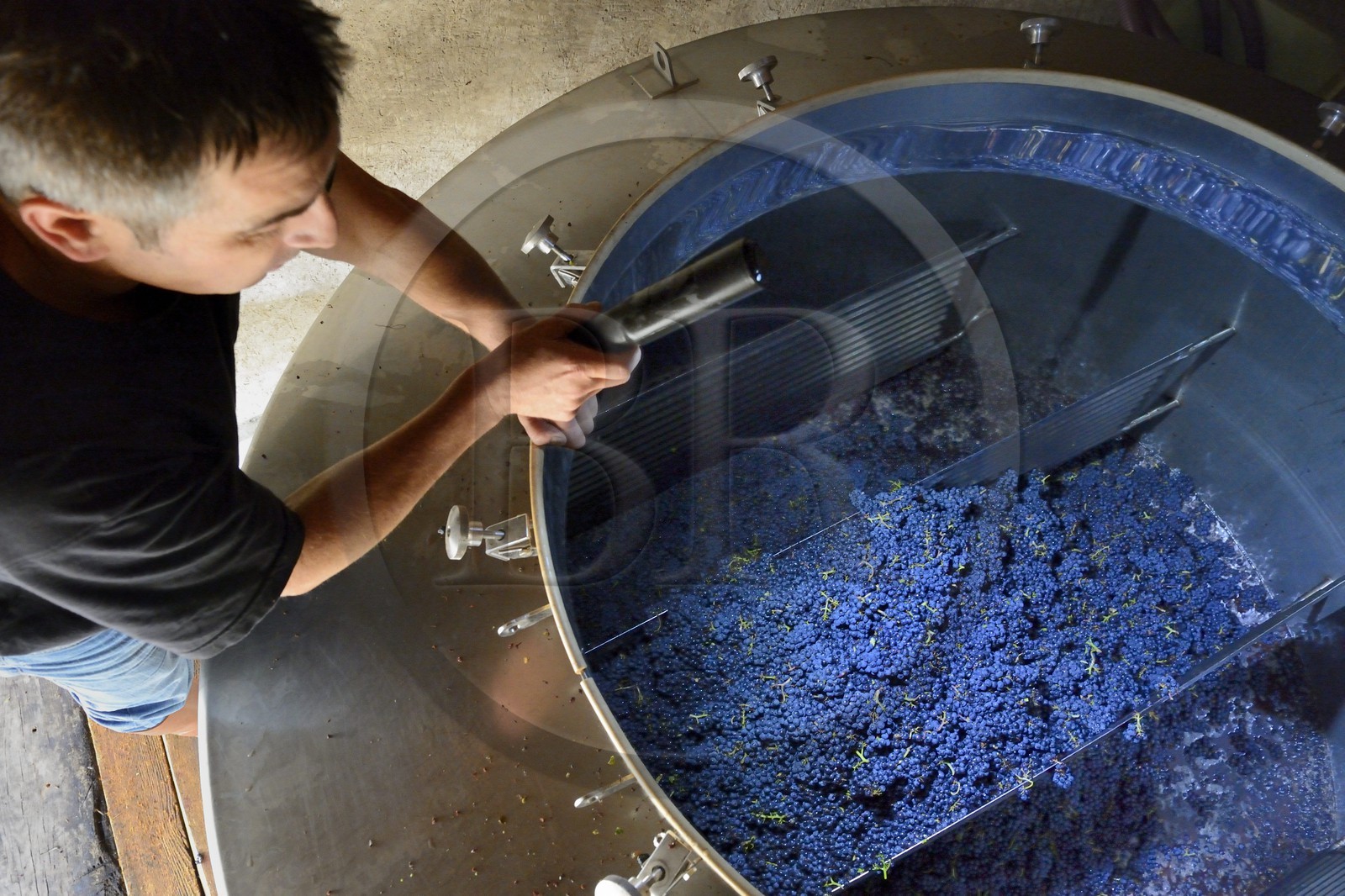France, Bas Rhin, the Alsace Wine Route, Mittelbergheim, labelled Les Plus Beaux Villages de France (The Most Beautiful Villages of France), Jean Pierre Rietsch looking clusters of Black Pinot in the maceration tank