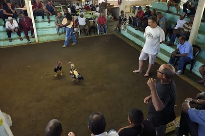 France, Ile de la Reunion, Petit Tampon, combat de coqs dans le Rond de Coq