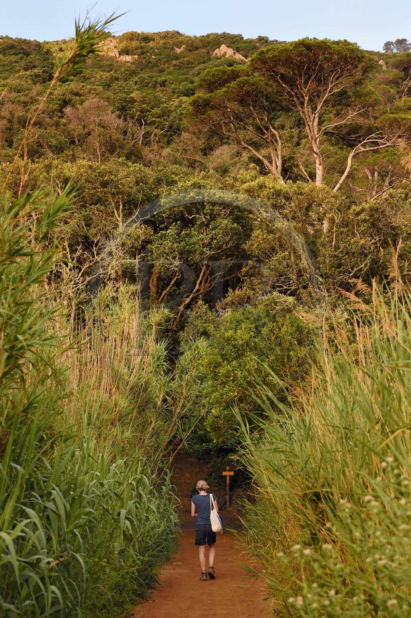 France, Var (83), Iles d'Hyères, parc national de Port Cros, Ile de Port-Cros, randonneuse progressant sur un sentier entouré de bambous