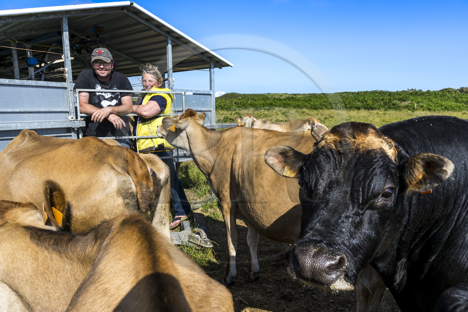 France, Finistère (29), Mer d'Iroise, Ile d'Ouessant, Thomas et Marie Richaud éleveurs de la ferme Les vaches aux 4 vents, traite en paturage mobile
