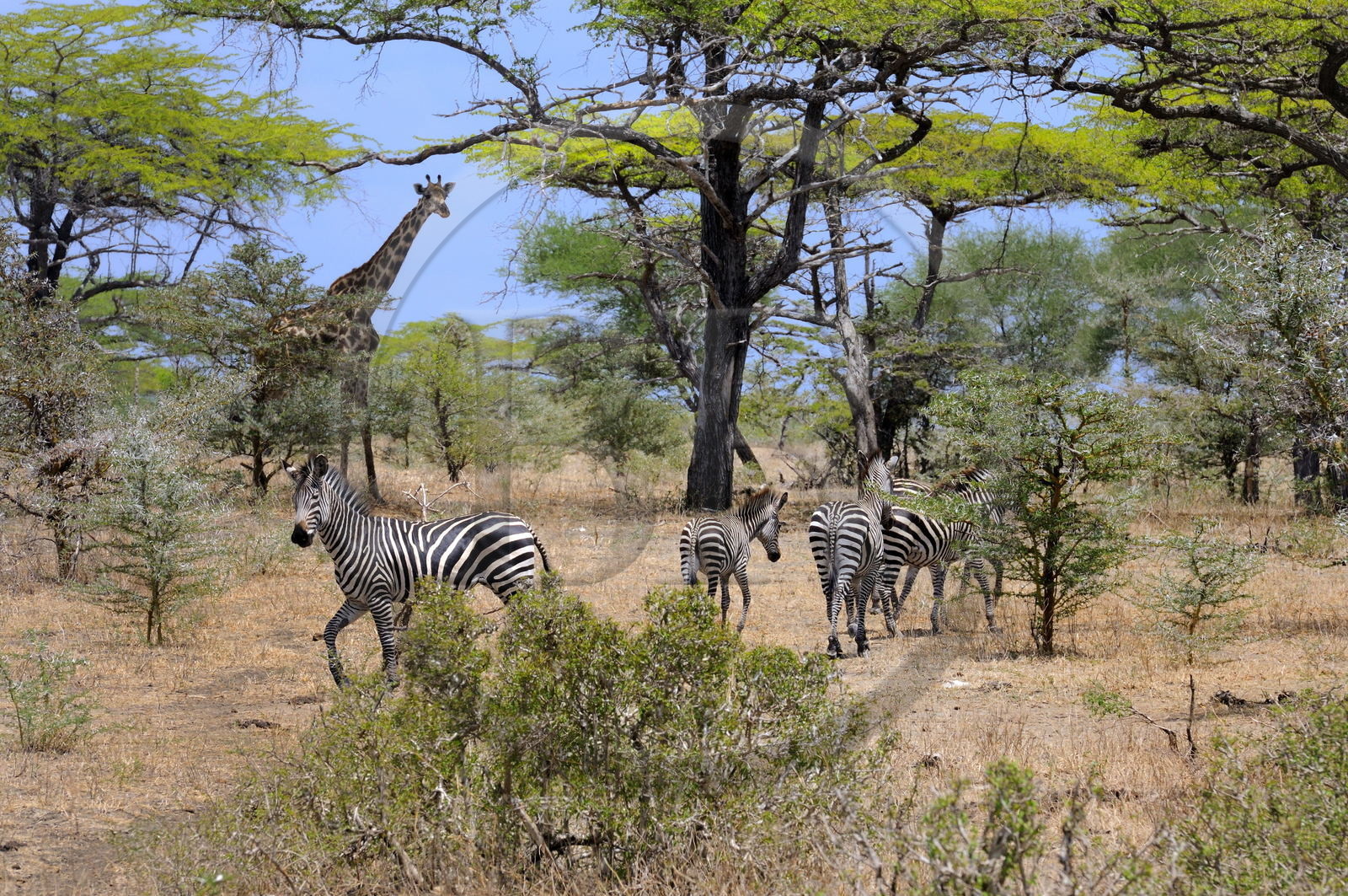 Tanzanie, Reserve de gibier de Selous une des plus grandes zones protégées au monde et inscrite sur la liste du patrimoine mondial de l’Unesco depuis 1982, girafes (Giraffa camelopardalis) et zèbres (Equus burchelli) dans la savane