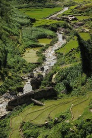 Vietnam, Lao Cai province, Sapa district, rice plantations in terraces by the Black Hmong minority group