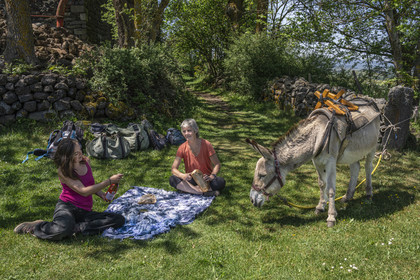 France, Haute-Loire (43), hiking with a donkey on the Robert Louis Stevenson Trail (GR 70) between Le Monastier-sur-Gazeille and Saint-Martin-de-Fugères, picnic stop
