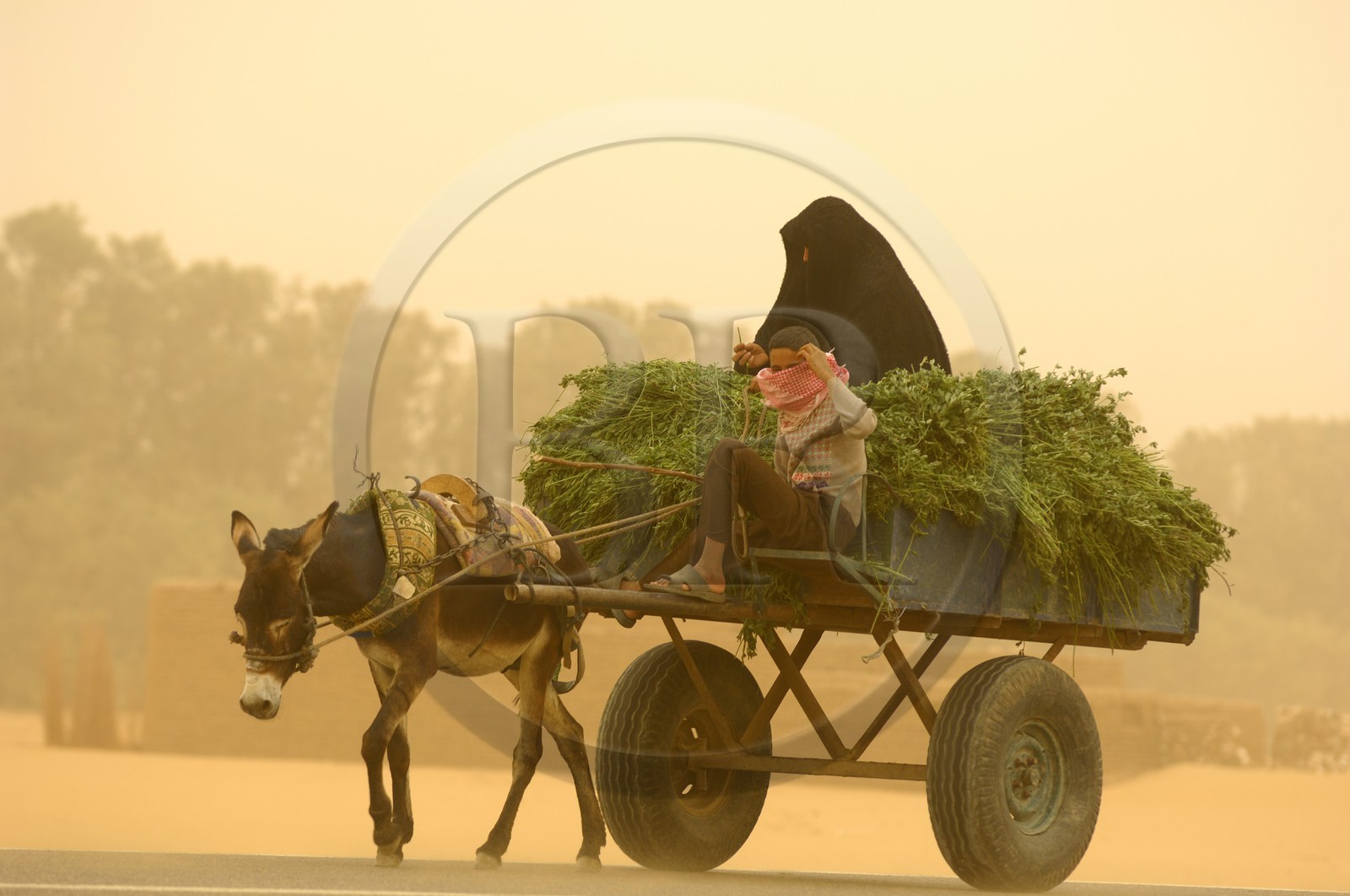 Egypte, désert libyque, oasis de Dakhla, chariot lors du vent de sable (khamsin)