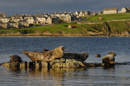 Royaume-Uni, Ecosse, les Shetland, Lerwick, phoque commun (Phoca vitulina)