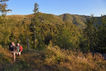 France, Cantal, Parc Naturel Régional des Volcans d'Auvergne (regional nature park of Auvergne volcanoes),  Le Lioran, climb to the col de Rombiere, hikers on the Way of St. James to Santiago de Compostela by Via Arverna, Le Puy Bataillouse in the background on the left