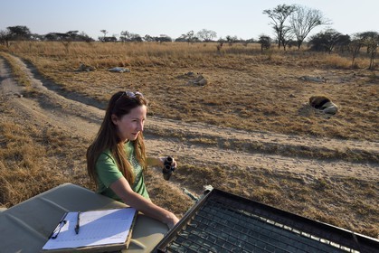 Zimbabwe, province des Midlands, Gweru, Antelope Park qui abrite ALERT (African Lion and Environmental Research Trust), Yvonne Gordon est une permanente du projet en charge de l'observation du comportement des lions qui seront relachés en clan dans un parc national, ici en zone 2 les quatre femelles adultes et le mâle qui ont enfantés les lions qui seront relachés