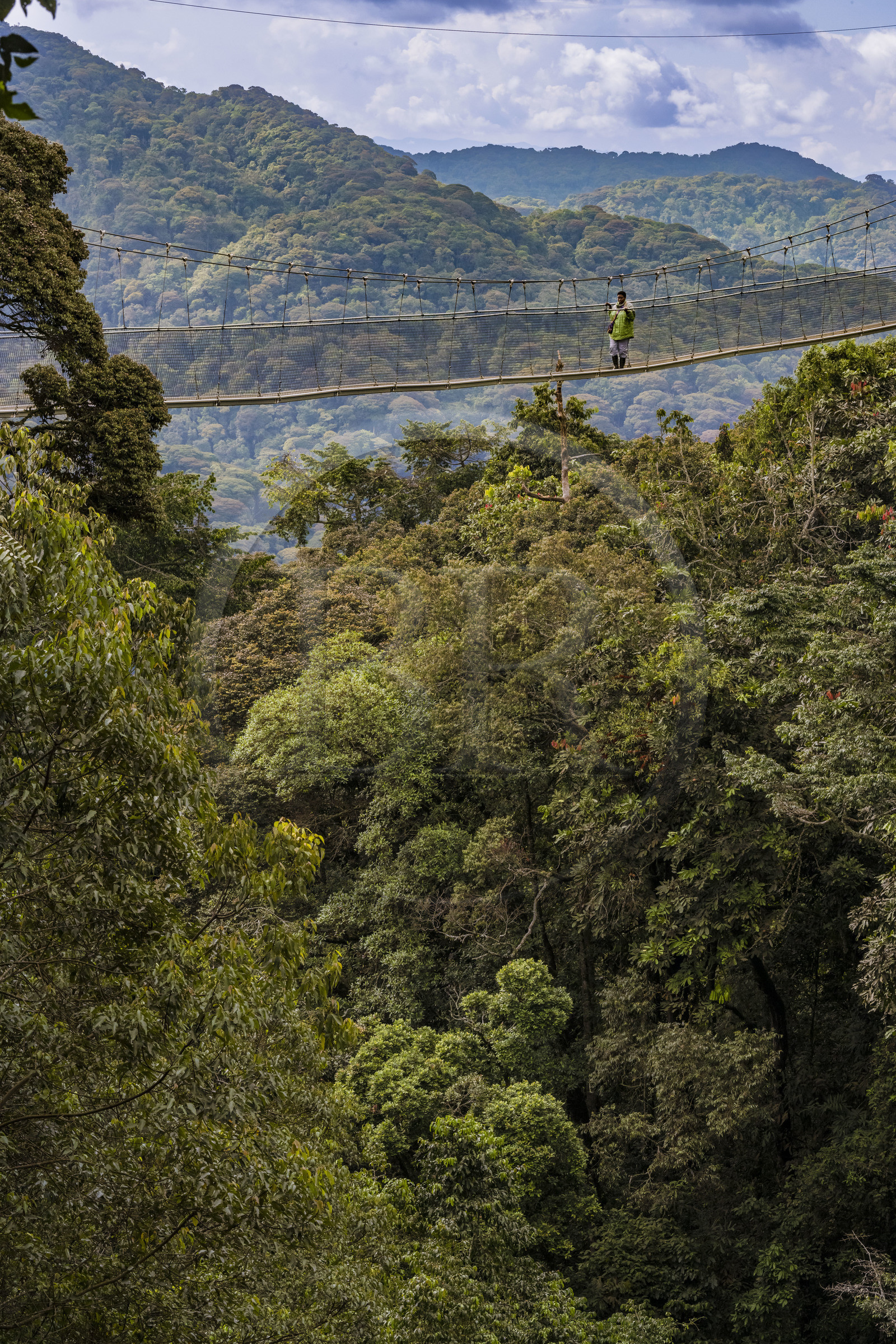 Rwanda, Province de l’Ouest, Colline Ibanda à Uwinka, Parc national de Nyungwe, la Canopy walkway passerelle suspendue qui surplombe la canopée de la forêt tropicale à 70 mètres de haut