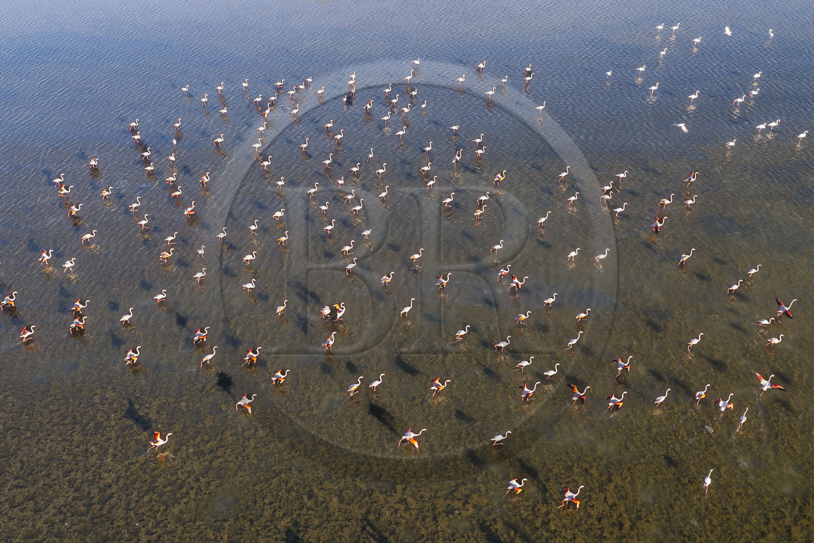 France, Hérault (34), Frontignan, envol de flamants roses (Phoenicopterus roseus) dans l'Etang d'Ingril (vue aérienne)