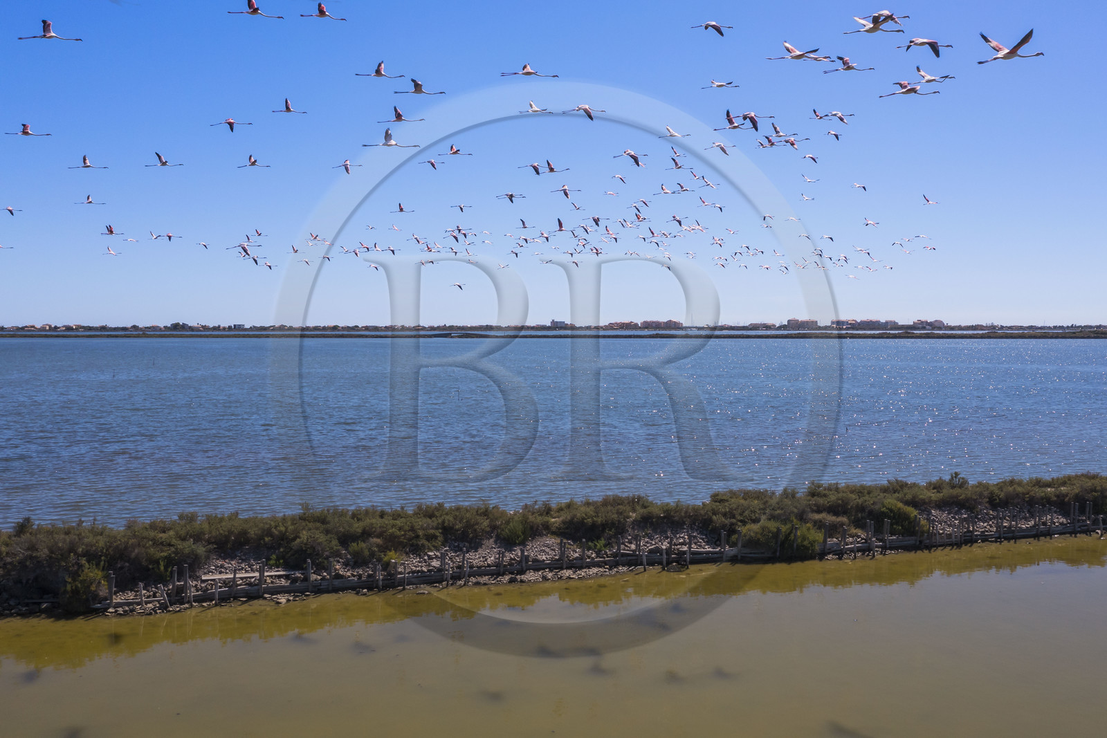 France, Hérault (34), Frontignan, vol de flamants roses (Phoenicopterus roseus) dans l'étang d'Ingril dans les anciens salins (vue aérienne)