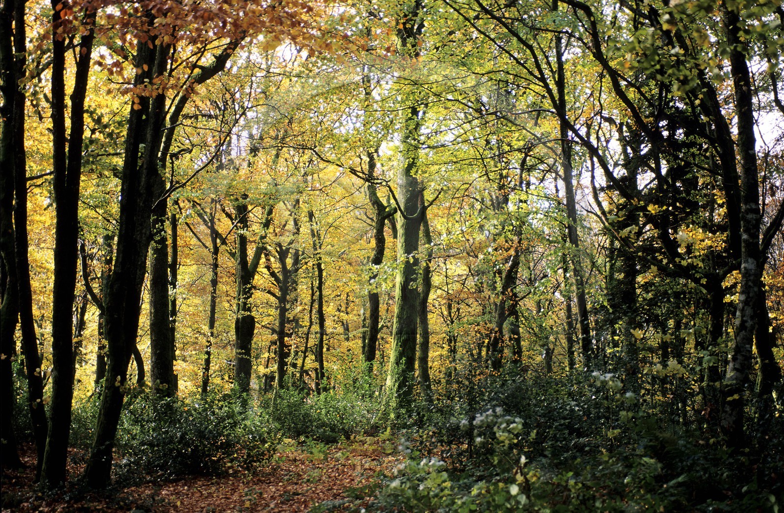 France, Saône-et-Loire (71), Morvan, Mont Beuvray vers Bibracte, la forêt du camp gaulois à l'automne