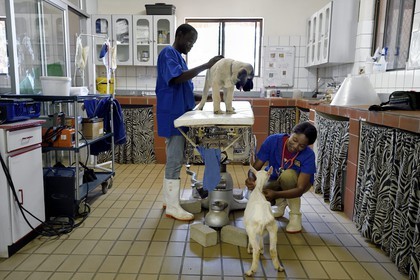 Namibie, Otjiwarongo, Cheetah Conservation Fund, centre de recherche et d'éducation, auscultation d'un jeune chien Berger d'Anatolie aussi connu sous le nom de Kangal dans la clinique vétérinaire par les volontaires Marnety et Sinvula