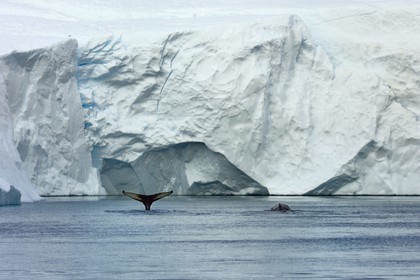 Groenland, cote ouest, baie de Disko, Ilulissat, fjord glacé classé Patrimoine Mondial de l'UNESCO qui est l’embouchure maritime du glacier Sermeq Kujalleq, queue d'une baleine à bosse ou rorqual à bosse (Megaptera novaeangliae) en plongée devant un iceberg