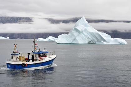 Groenland, cote ouest, Uummannaq, bateau de pêche sortant du port et icebergs en arrière plan