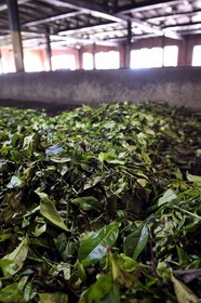 Sri Lanka, province du centre, district de Kandy, Pilimathalawa, usine de thé d'Embilmeegama, feuilles de thé fraiches