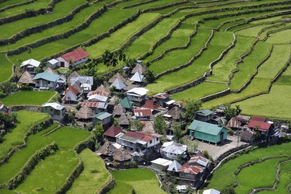 Philippines, province d'Ifugao, les rizières en terrasses de Banaue autour du village de Batad, classées Patrimoine Mondial de l'UNESCO