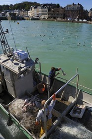 France, Seine Maritime, Saint Valery en Caux harbour, unloading of the catch of the day, dogfish