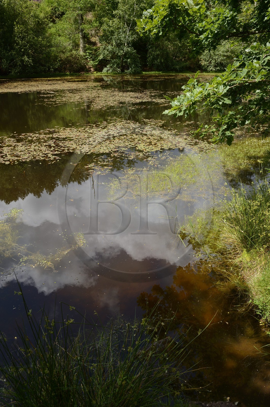 France, Morbihan (56), forêt de Brocéliande, Tréhorenteuc, la Mare aux Fées du Val sans Retour où selon la légende la Fée Morgane retenait ses amants infidèles