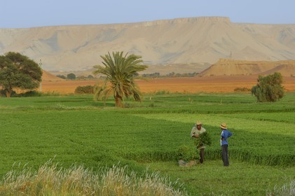 Egypte, désert libyque, oasis de Dakhla, travaux des champs