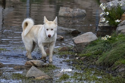 Groenland, cote ouest, Uummannaq, chien de traineau