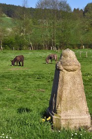 France, Meuse, Lorraine Regional Park, Cotes de Meuse, Les Eparges, traces of fighting of one of the bloodiest battles of the First World War, memorial marker