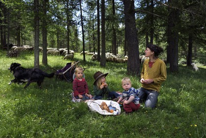 France, Alpes-Maritimes (06), vallée de la Roya (arrière-pays niçois), au pied du parc national du Mercantour, Tende, vallée de la Casterine vers Casterino, la jeune éleveuse de brebis brigasques Céline Giordano avec ses trois enfants et son troupeau