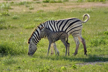 Namibia, Oshikoto region, Etosha National Park, Burchell's zebras (Equus burchellii) and its newborn