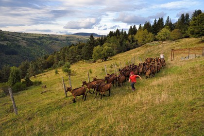 France, Ardeche, parc naturel regional des Monts d'Ardeche (Regional natural reserve of the Mounts of Ardeche), Mezenc Massif, Lac d'Issarles, Ferme de La Louvèche, the farmer Stéphanie Coquart and her son bring in the goats for the evening milking