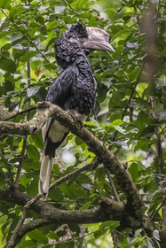 Rwanda, Province de l’Ouest, Nyakabuye, Parc national de Nyungwe, forêt tropicale humide naturelle de Cyamudongo, Calao à joues grises (Bycanistes subcylindricus)