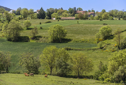 France, Haute-Loire (43), hiking with a donkey on the Robert Louis Stevenson Trail (GR 70) between Le Monastier-sur-Gazeille and Saint-Martin-de-Fugères